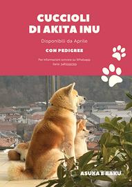Cuccioli Akita Inu