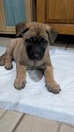 Pastore belga malinois