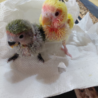 Inseparabili da inbecco