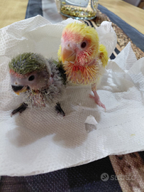 Inseparabili da inbecco