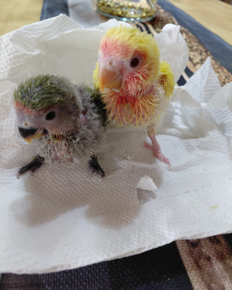 Inseparabili da inbecco