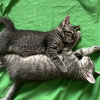 3 gattine femmine