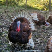Tacchino Rosso di Borbone
