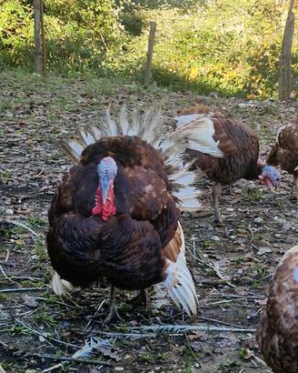 Tacchino Rosso di Borbone