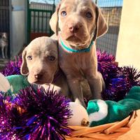 Cuccioli di Weimaraner