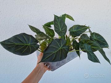 Alocasia Regal Shield