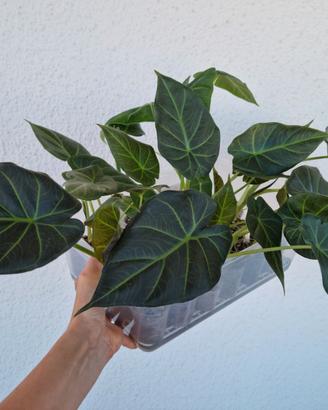 Alocasia Regal Shield