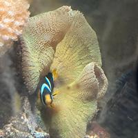 Contenuto acquario marino