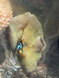 Contenuto acquario marino