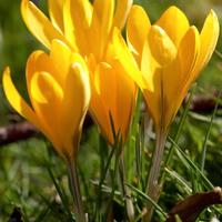 Crochi gialli a fioritura autunnale