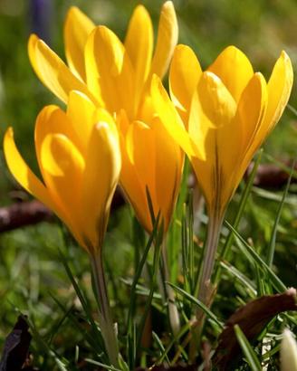 Crochi gialli a fioritura autunnale