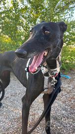 Luna galga nera