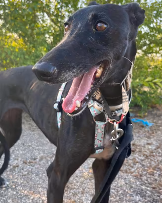 Luna galga nera