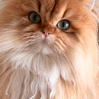 Black golden British