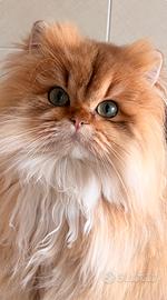 Black golden British