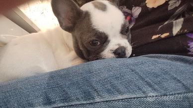 Bulldog Francese