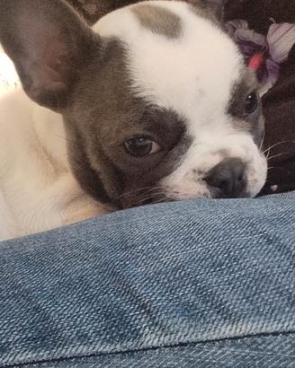 Bulldog Francese