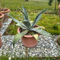 Pianta agave