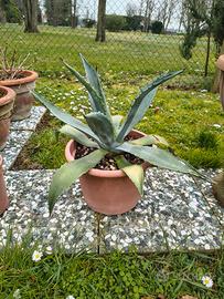 Pianta agave
