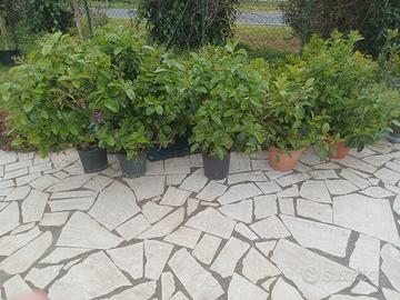 Vibrano lucidum alte 1.30m