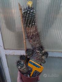 Copiapoa Humilis. H 29 cm Old Plant Cactus 