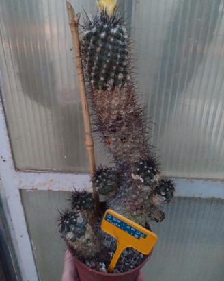 Copiapoa Humilis. H 29 cm Old Plant Cactus 