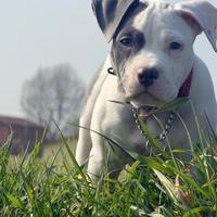 Cani femmina, american staff