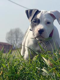 Cani femmina, american staff