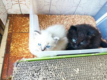 Cuccioli Gatto