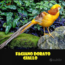 Fagiani dorati gialli