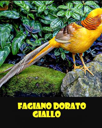 Fagiani dorati gialli