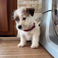 Amore, femmina jack russell terrier a pelo ruvido