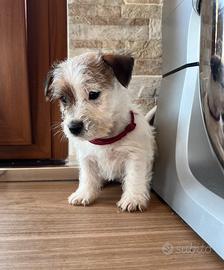 Amore, femmina jack russell terrier a pelo ruvido