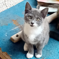 Gatini