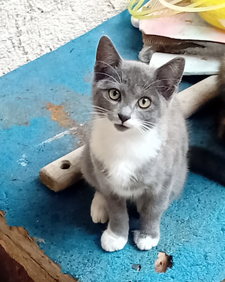 Gatini