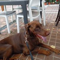 Dobermann in adozione