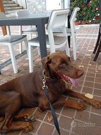 Dobermann in adozione