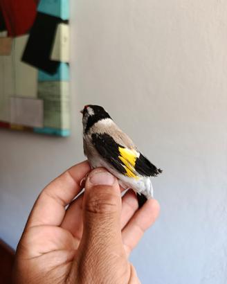 Cardellino