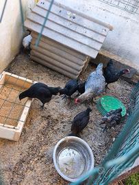 Pollastri galline galli