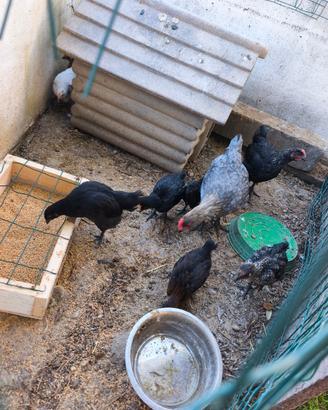 Pollastri galline galli