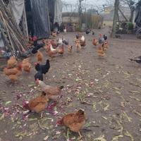 Galline ruspanti