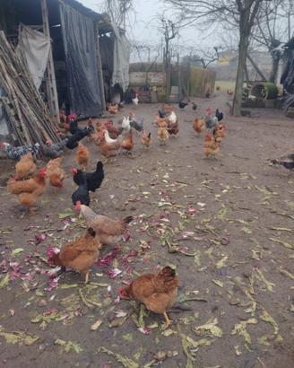 Galline ruspanti