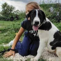 Cucciola simil maremmano, allegra e dolce