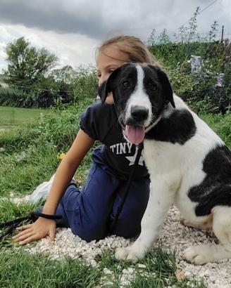 Cucciola simil maremmano, allegra e dolce