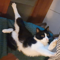 Delizioso gattino castrato Calimero bianco e nero