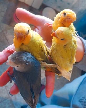 Inseparabili Roseicollis - Allevati a Mano