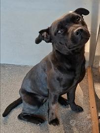 Staffordshire Bull Terrier