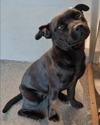 Staffordshire Bull Terrier