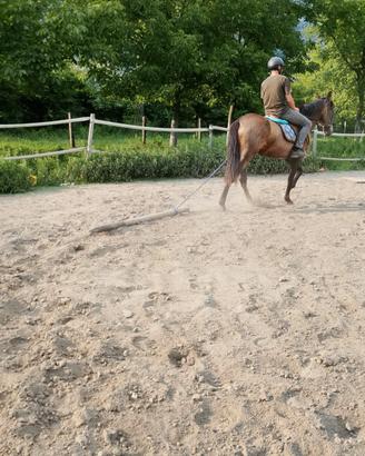 Cavallo