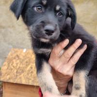 Zara: cucciola di 2 mesi taglia contenuta